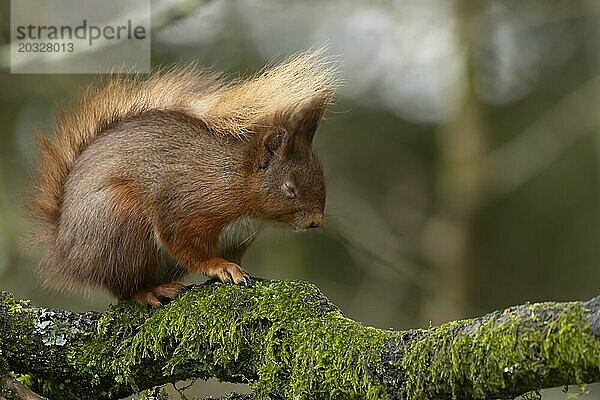 Europäisches Eichhörnchen (Sciurus vulgaris)  erwachsenes Tier schlafend auf einem Ast  Yorkshire  England  Großbritannien  Europa