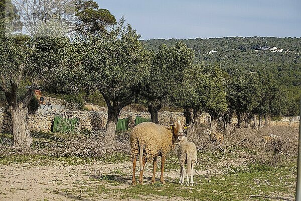 Schafe in einem Olivenhain  Formentera  Pityusen  Balearische Gemeinschaft  Spanien  Europa