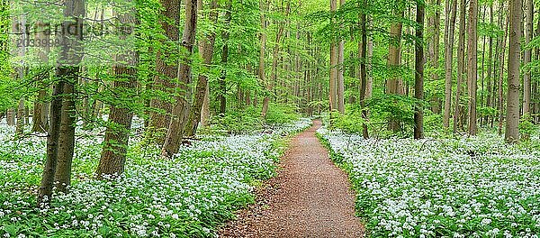 Panorama  Wanderweg durch die Bärlauchblüte (Allium ursinum) im Buchenwald  Hainich Nationalpark  Bad Langensalza  Thüringen  Deutschland  Europa
