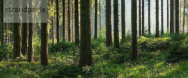 Panorama  Fichtenwald mit natürlicher Verjüngung  Sonne strahlt durch Morgennebel  Thüringer Wald  Thüringen  Deutschland  Europa