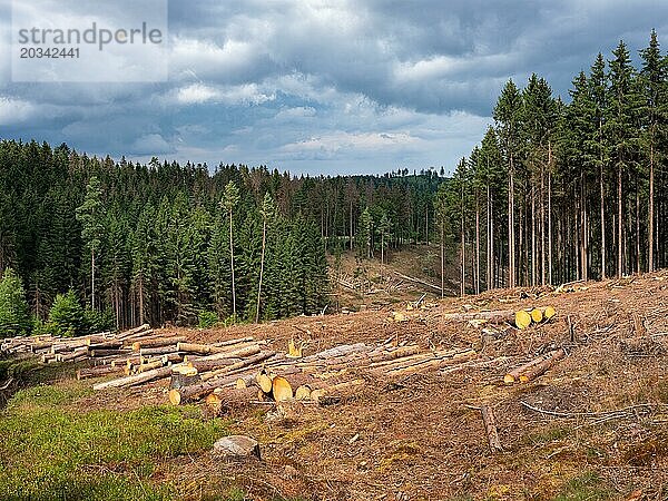 Fichten-Kahlschlag im Wald nach Borkenkäferbefall  Frankenwald  Oberfranken  Bayern  Deutschland  Europa