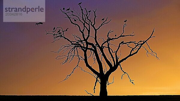 Südafrika  ein Baum mit Störchen vor Sonnenuntergang  Silhouetten