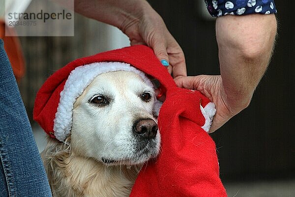 Labrador-Retriever mit Weihnachtsmütze