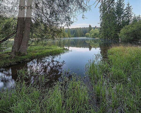 Kleiner See im Thüringer Wald in der Morgendämmerung  Fichtenwald spiegelt sich  Thüringen  Deutschland  Europa
