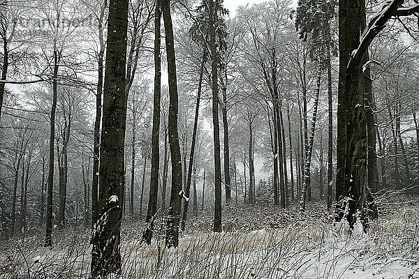 Es schneit im Winterwald