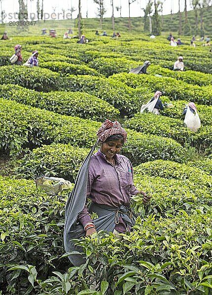 Indische Teepflückerin auf einer Teeplantage  Thekkady  Kerala  Indien  Asien