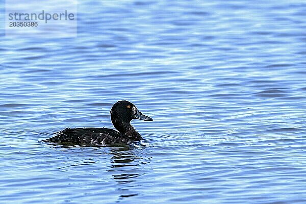 Reiherente  Tafelente (Aythya fuligula  Anas fuligula)  erwachsenes Weibchen  schwimmend im See