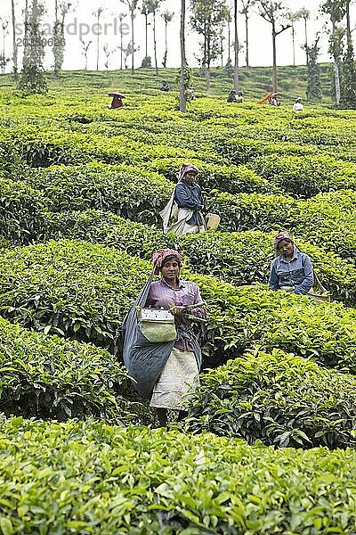 Indische Teepflückerinnen auf einer Teeplantage  Thekkady  Kerala  Indien  Asien