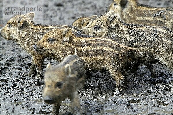 Wildschweine Frischlinge