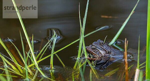 Europäisches Froschpaar  Braunfrösche  Grasfrosch (Rana temporaria)  Männchen und Weibchen in Amplexus im Teich während der Laich und Brutzeit im Frühjahr