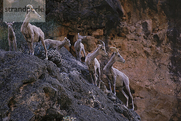 Grand Canyon  Tierwelt.