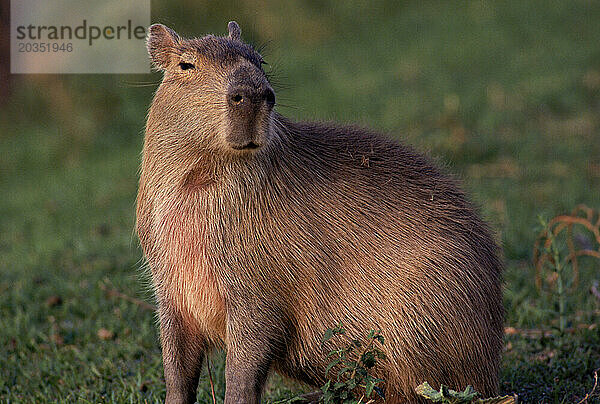 Capybara auf den Llanos  Venezuela  Südamerika