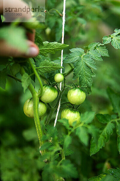 Grüne Tomaten wachsen im Garten