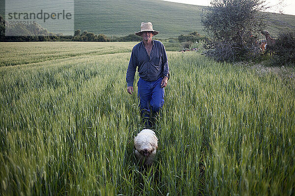 Ein Ziegenhirte geht an einem Monokulturfeld mit gentechnisch verändertem Weizen vorbei