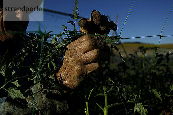 Ein älterer Mann mit Hut arbeitet mit Tomatenpflanzen