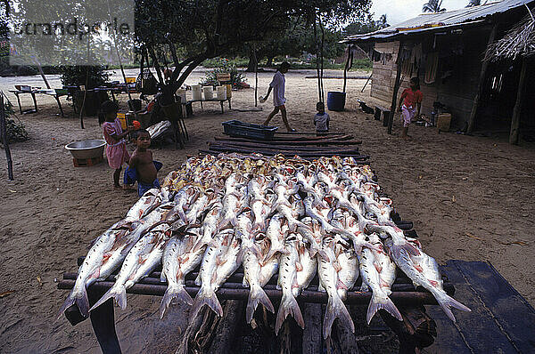 Trocknender Fisch  Surinam