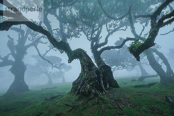 Mystische verdrehte Lorbeerbäume im nebligen Fanal-Wald  Madeira