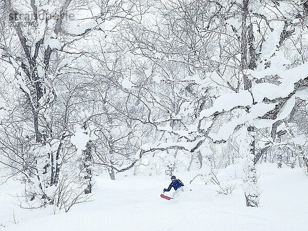 Ein Skifahrer steigt einen Berghang mit schneebedeckten Birken im Skigebiet Rusutsu  Japan  hinab.