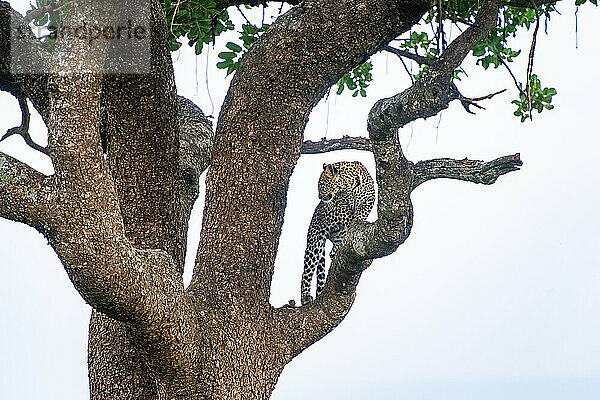 Leopard steht in einem Wurstbaum in der Masai Mara in Kenia