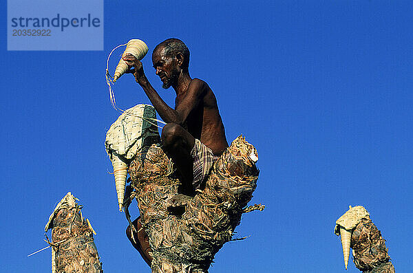 Ein Afar-Mann sitzt auf einer Doum-Palme  um Saft für die Herstellung alkoholischer Getränke zu sammeln.