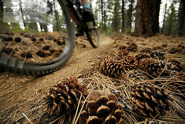 Frau beim Mountainbiken in der Nähe von Bend. Zentral-Oregon  USA