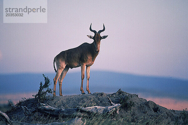 Antilope auf einem Hügel  der in die Kamera blickt  Botswana  Afrika.