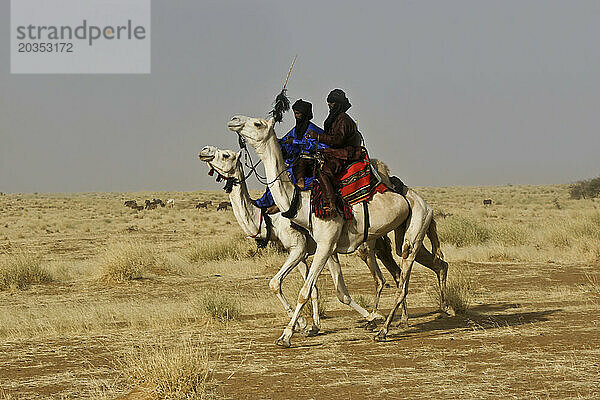 Zwei Toureg-Männer reiten auf ihren Kamelen durch die offene Sahelzone  Gao  Mali  Westafrika