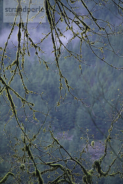 Urwald landschaftlich reizvoll. British Columbia  Kanada