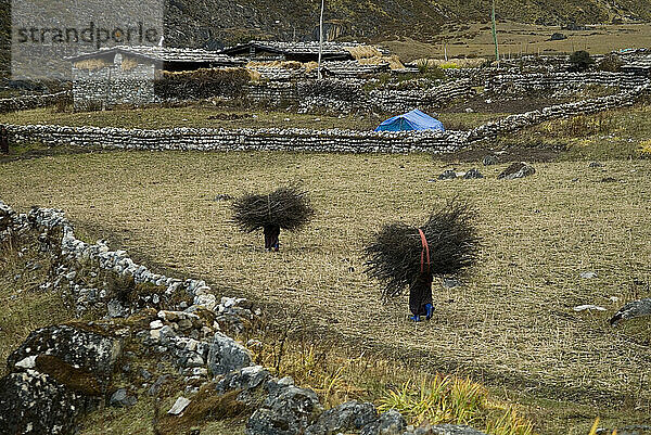 Zwei Menschen schleppen Holz auf dem Rücken zu ihren Häusern in Thanza  Bhutan.