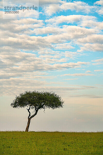 Ein einsamer Akazienbaum steht allein in der Masai Mara in Kenia.