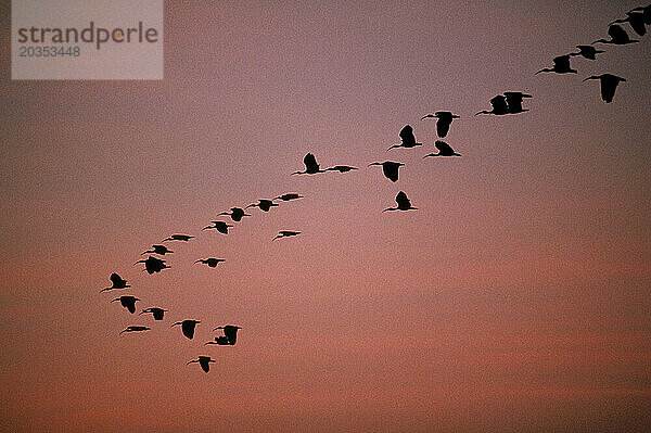 Vögel fliegen über den Llanos in der Nähe des Orinoco-Flusses  Venezuela  Südamerika