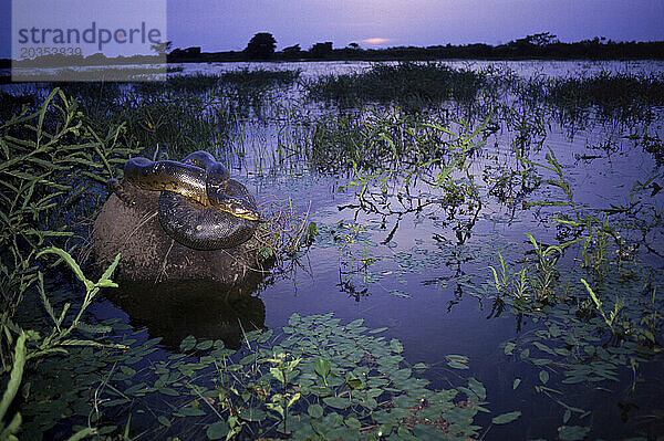 Orinoco-Fluss  Schlange  Venezuela  Südamerika