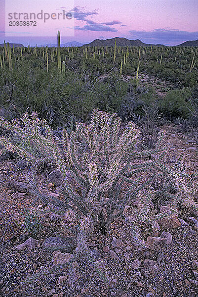 Cholla Cactus and Saguaro Cacti forest  Saguaro National park  Arizona  USA.