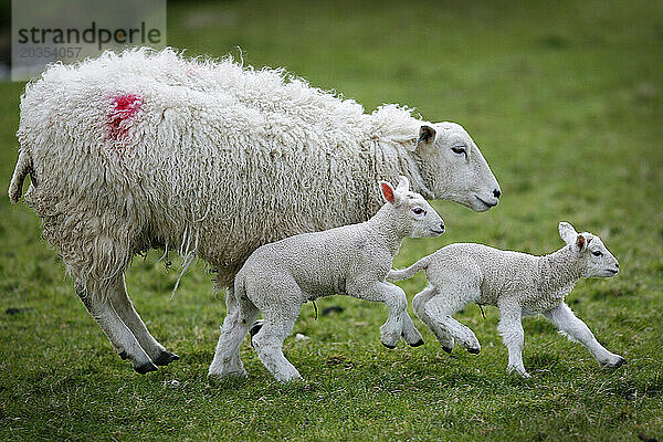 Lammfamilie