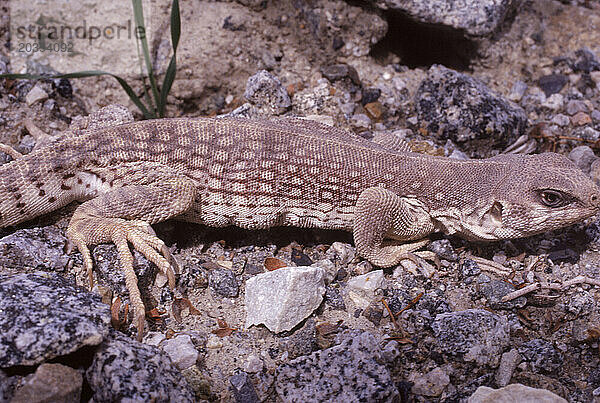 Death Valley Chuckwalla