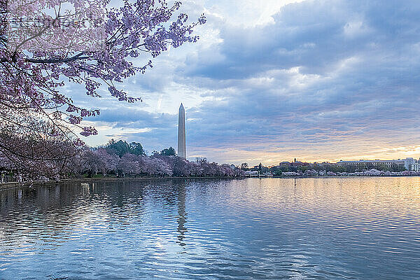 Washington Monument  umrahmt von blühenden Kirschblüten im Westen