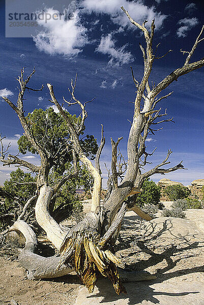 Toter Baum am Pothole Point  Canyonlands National Park  Utah  USA.