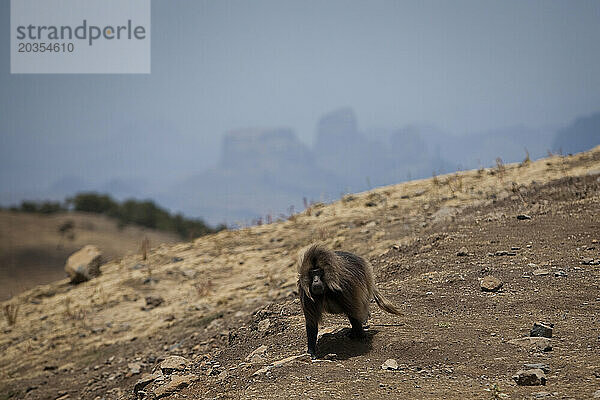 Gelada-Pavian  Simien-Mountains-Nationalpark  Nordäthiopien.