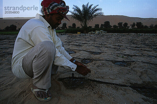 Landwirtschaftliche Felder in der Liwa-Oase  Vereinigte Arabische Emirate. Arbeiter  meist aus Bangladesch  bauen auf Wüstensand mit Grundwasser Tomaten  Kartoffeln  Gras für Tierfutter usw. an.