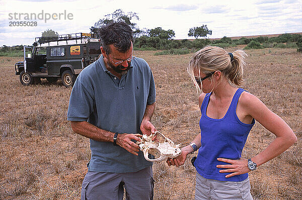 Zwei Personen untersuchen einen Löwenschädel  Kenia.