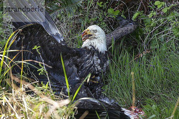 Weißkopfseeadler (Haliaeetus leucocephalus) tötet einen weiteren Weißkopfseeadler  Cape Disappointment  Washington State  USA