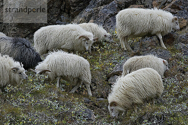 Schafe grasen auf einheimischer Vegetation in Inneruulalik  Grönland.