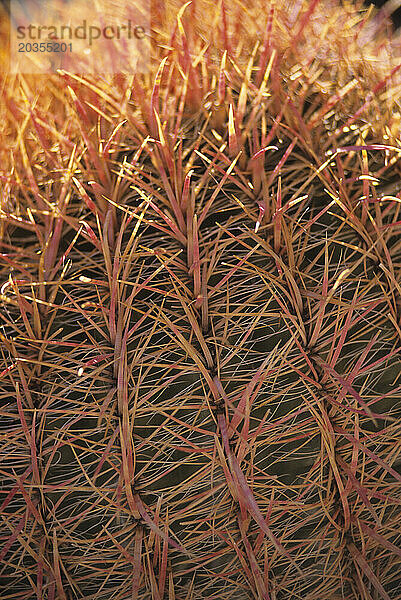 Barrel Cactus. Red Rocks  Nevada  USA.