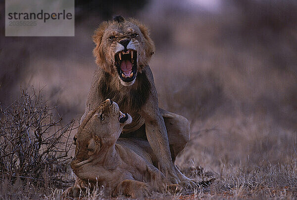 Paarung der Löwen  Kenia.