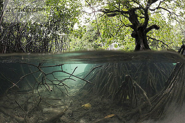 Mangrovenbaum wächst im Wasser