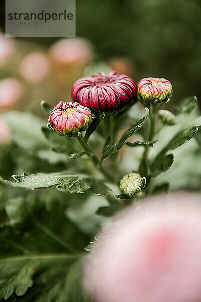 Nahaufnahme von Chrysanthemen im Garten