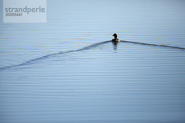 Eine Ente schwimmt durch flache Sumpfgewässer im Tule Lake National Wildlife Refuge im Norden Kaliforniens.