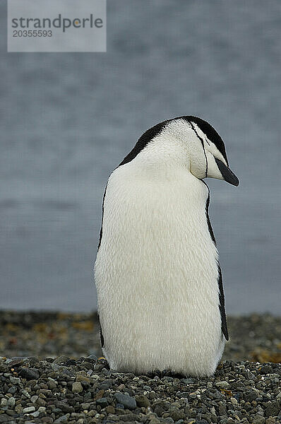 Zügelpinguin