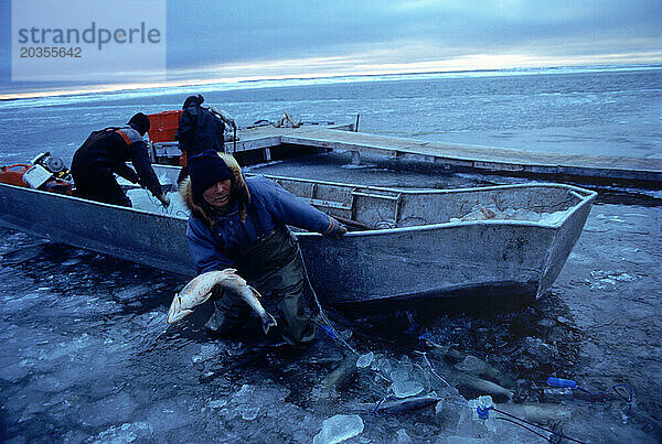 Fischer bringen Fang ein  Cambridge Bay  Nunavut  Kanada