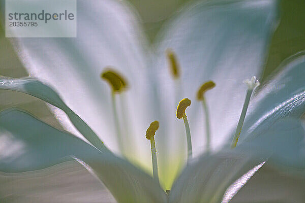 Nahaufnahme der Blüte der Regenlilie (Zephyranthes atamasca) mit sichtbaren Staubgefäßen